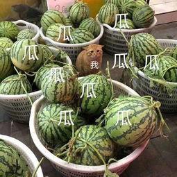 壁纸娱乐吃瓜,吃瓜群众的热议焦点